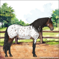 Horse Color:Bay Near Leopard 