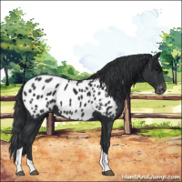 Horse Color:Black Tobiano Appaloosa 