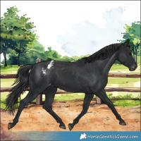 Horse Color:Black Appaloosa