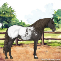 Horse Color:Smoky Blue Roan Appaloosa 