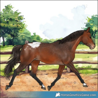 Horse Color:Bay Appaloosa