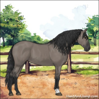 Horse Color:Grullo 