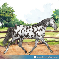 Horse Color:Liver Chestnut Appaloosa 