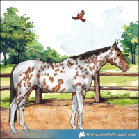 Horse Color:Bay Tobiano Appaloosa 