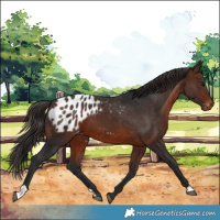 Horse Color:Brown Appaloosa 