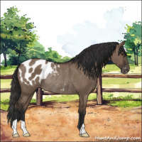 Horse Color:Liver Red Dun Appaloosa Rabicano
