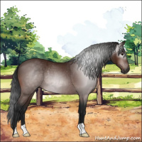 Horse Color:Gray Bay Rabicano