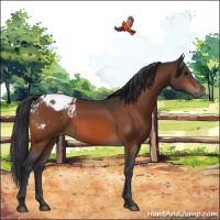 Horse Color:Brown Appaloosa 