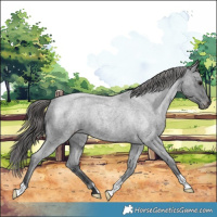 Horse Color:Blue Roan Appaloosa 