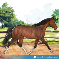 Horse Color:Bay Rabicano 