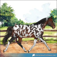 Horse Color:Bay Tobiano Near Leopard 