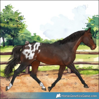 Horse Color:Brown Appaloosa