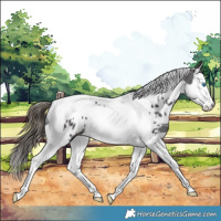 Horse Color:Smoky Black Splash Tobiano Near Leopard Rabicano 