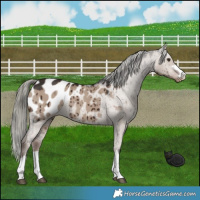 Horse Color:Liver Red Dun Mushroom Appaloosa Brindle 