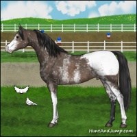 Horse Color:White Spotted Brown Dun Appaloosa Brindle