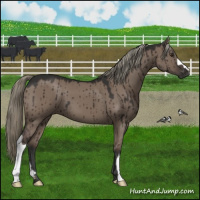 Horse Color:Liver Red Dun Mushroom Brindle 