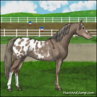 Horse Color:Liver Red Dun Mushroom Appaloosa
