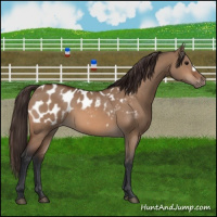 Horse Color:Bay Dun Appaloosa 