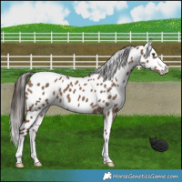 Horse Color:Liver Red Dun Leopard 