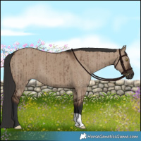 Horse Color:Liver Red Dun Brindle 