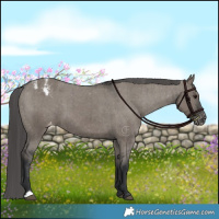 Horse Color:Grullo Appaloosa Brindle 