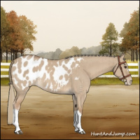 Horse Color:Red Dun Mushroom Appaloosa Brindle 