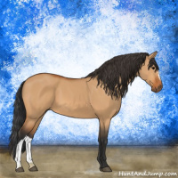Horse Color:Bay Dun