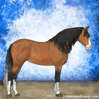 Horse Color:Bay Splash 