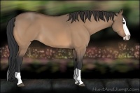 Horse Color:Bay Dun Splash 