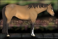 Horse Color:Buckskin 