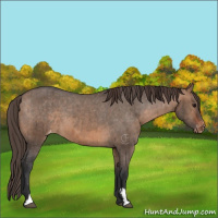 Horse Color:Brown Dun Appaloosa Brindle 