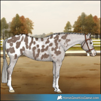 Horse Color:Liver Red Dun Mushroom Appaloosa Brindle