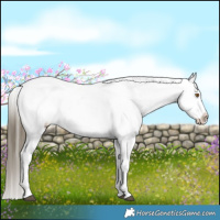 Horse Color:Buckskin Dun Appaloosa Brindle