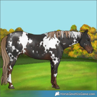 Horse Color:White Spotted Liver Chestnut 