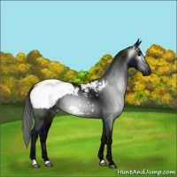 Horse Color:Gray Midnight Black Near Fewspot Rabicano 