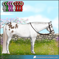 Horse Color:Liver Red Dun Appaloosa Brindle 