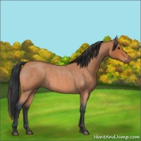 Horse Color:Bay Roan 