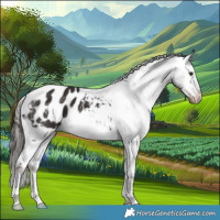 Horse Color:Liver Chestnut Appaloosa
