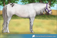 Horse Color:Brown Appaloosa 