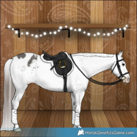 Horse Color:Grullo Appaloosa Brindle 