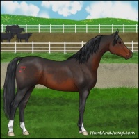 Horse Color:Brown 