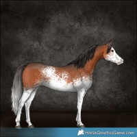 Horse Color:White Spotted Bay Sabino Rabicano