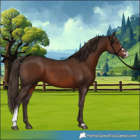 Horse Color:Liver Chestnut Sabino 