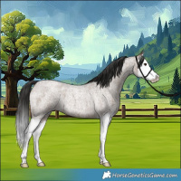 Horse Color:Liver Red Dun Roan Splash 
