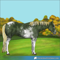 Horse Color:Painted Silver Black Ice Tobiano 
