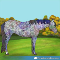 Horse Color:Nacre Black Ice Rabicano 