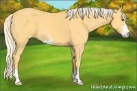Horse Color:Palomino Sabino