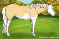 Horse Color:Palomino Splash