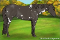 Horse Color:White Spotted Smoky Black 