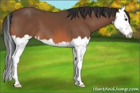 Horse Color:Bay Splash 